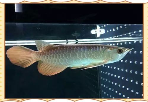 哪些食物是招財龍魚的禁忌？ 哪些食物是招財龍魚的禁忌？ 龍魚百科 第4張