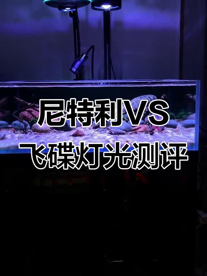 過背金龍缸中哪些燈管品牌好？