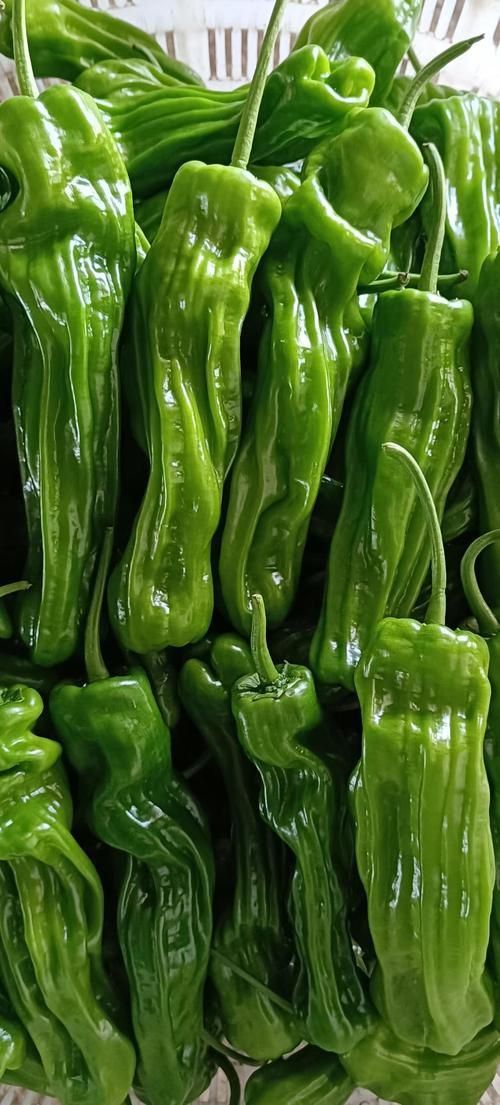 辣椒照片100張圖