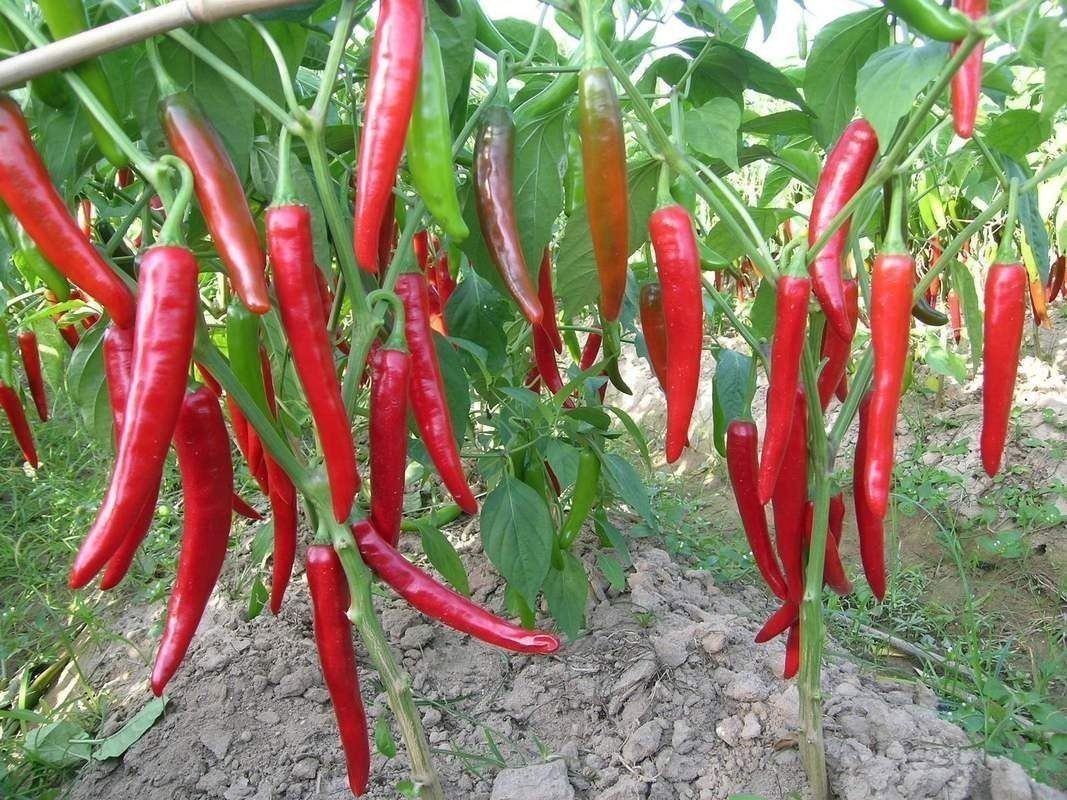 辣椒照片100張圖
