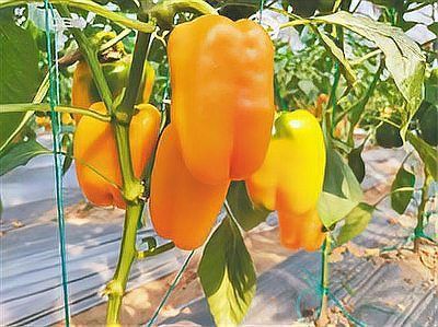 辣椒照片100張圖