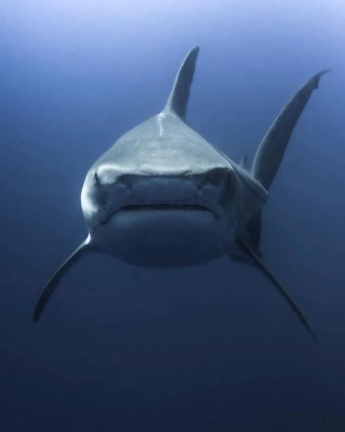 納克鯊魚圖片 納克鯊魚圖片 龍魚百科 第14張