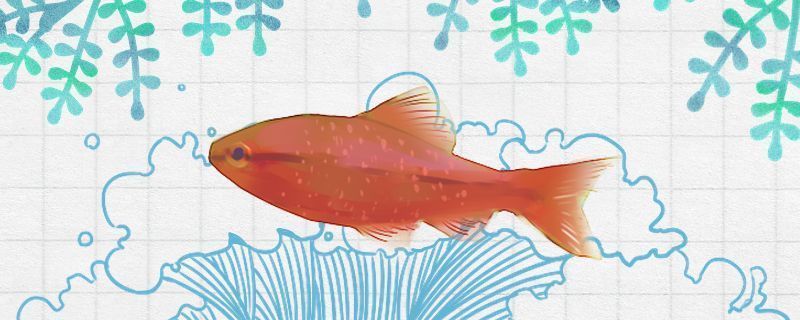 帝王三間魚水質管理方法(帝王三間魚的水質管理) 龍魚百科 第4張 帝王三間魚水質管理方法(帝王三間魚的水質管理) 帝王三間魚水質管理方法(帝王三間魚的水質管理) 龍魚百科 第4張