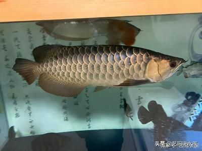 龍魚頭上撞傷了一點怎么辦(當龍魚頭部受到撞擊時) 龍魚百科 第1張 龍魚頭上撞傷了一點怎么辦(當龍魚頭部受到撞擊時) 龍魚頭上撞傷了一點怎么辦(當龍魚頭部受到撞擊時) 龍魚百科 第1張