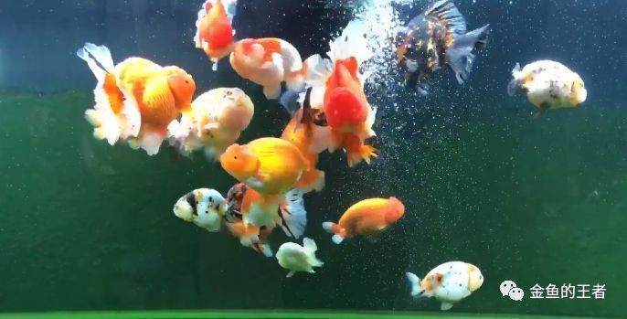 水族論壇辨別技巧分享：水族論壇識別技巧分享