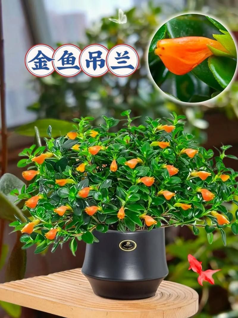 金魚(yú)花圖片