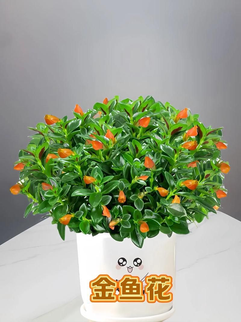 金魚(yú)花圖片