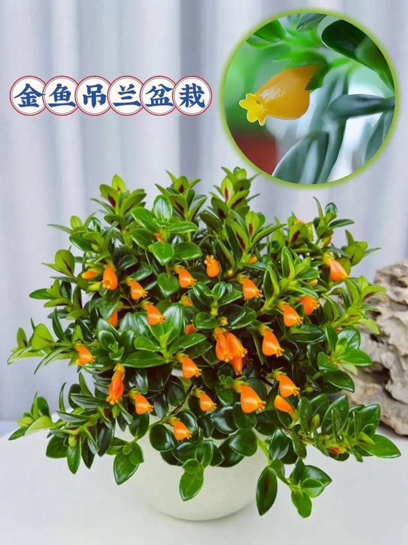 金魚花圖片