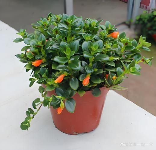 金魚(yú)花圖片