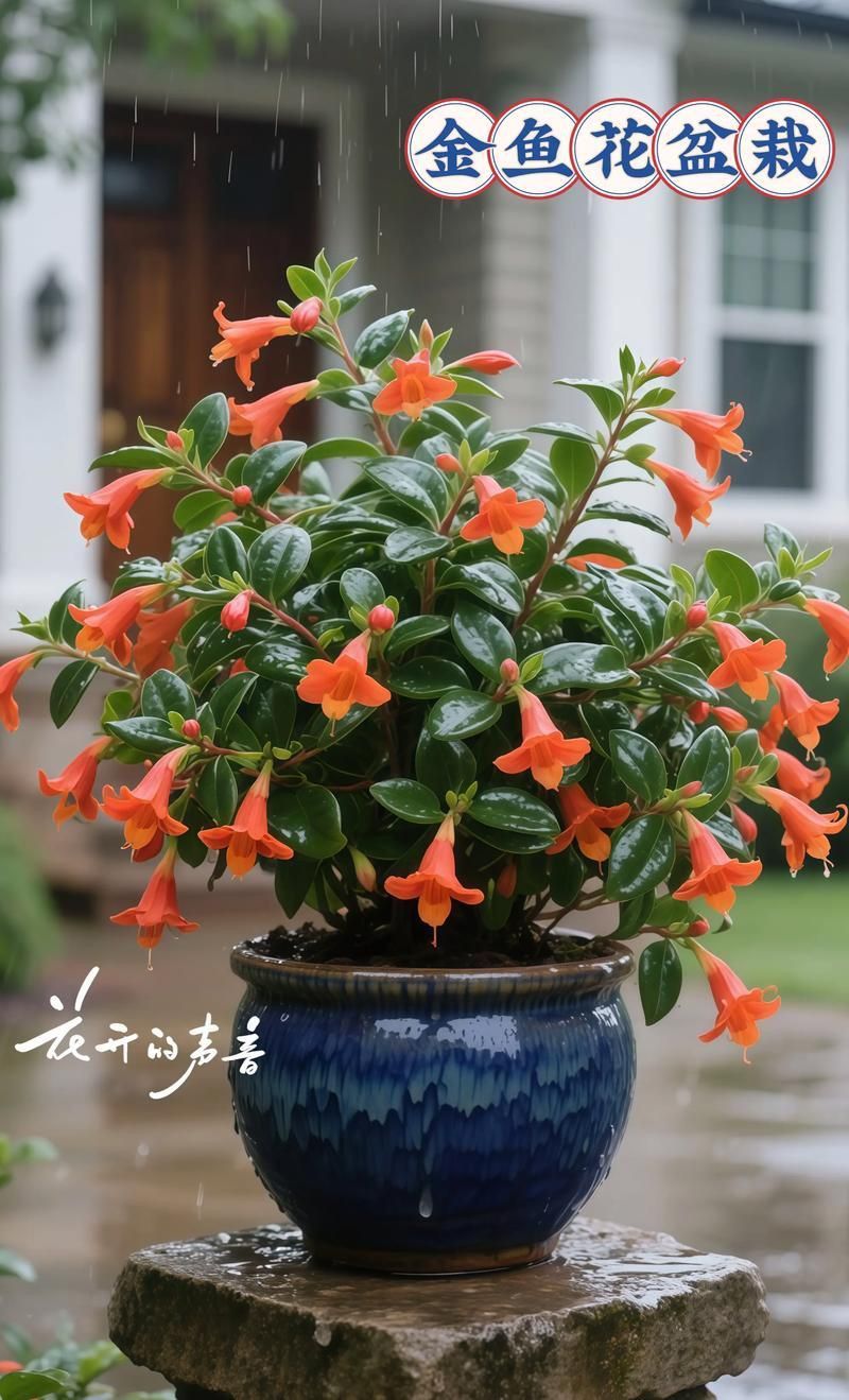 金魚花圖片