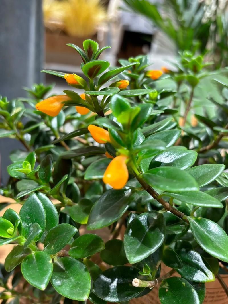 金魚花圖片
