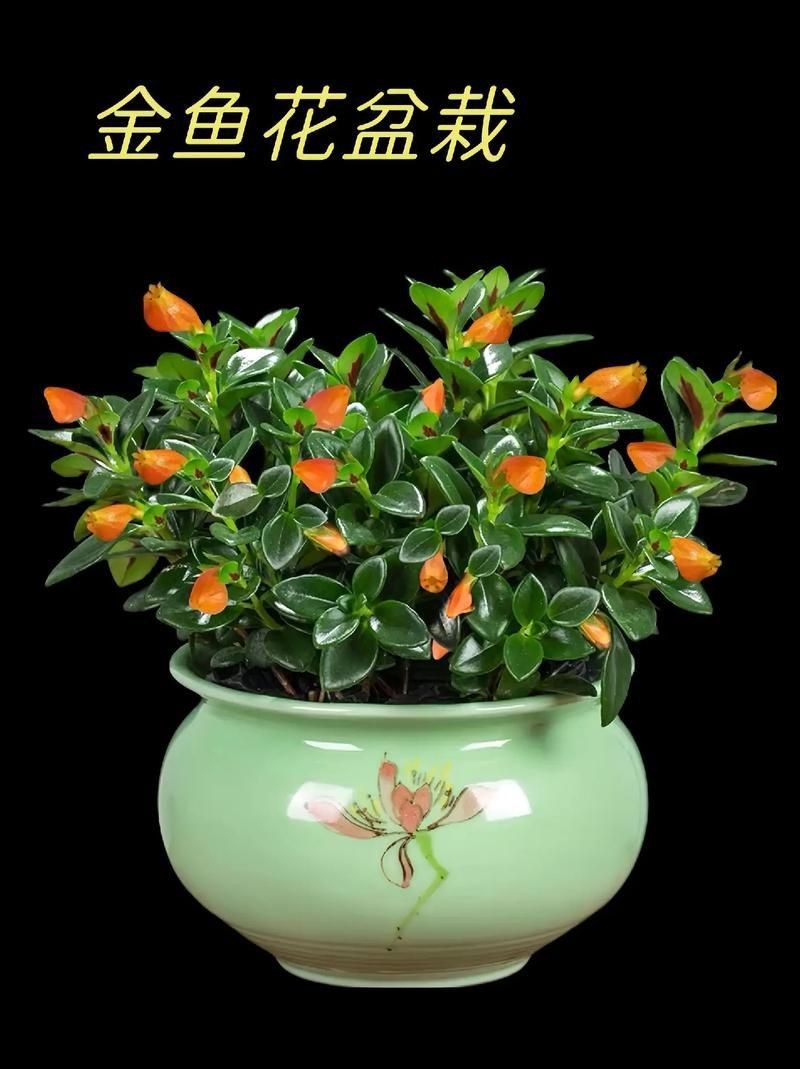 金魚花圖片