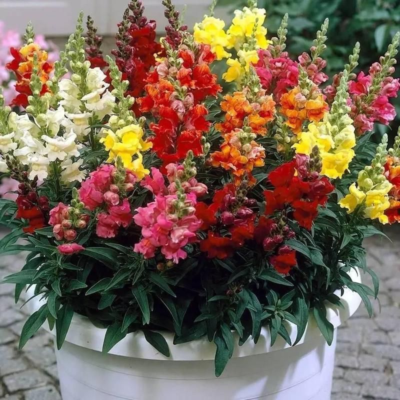金魚花圖片
