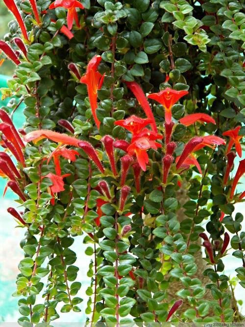 金魚花圖片