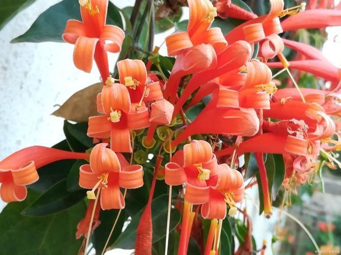 金魚花圖片