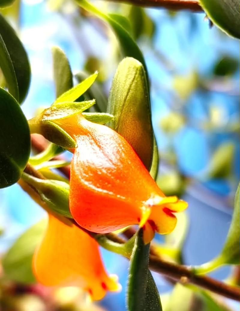 金魚花圖片