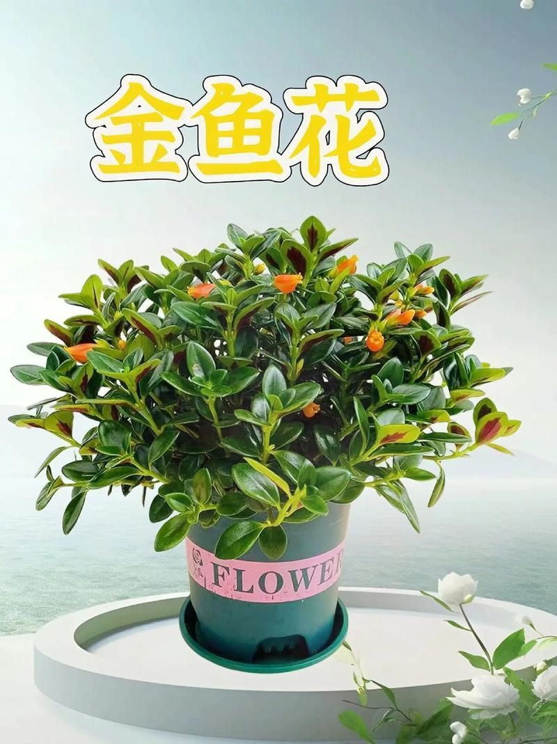 金魚花圖片