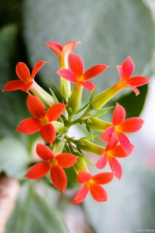 金魚花圖片
