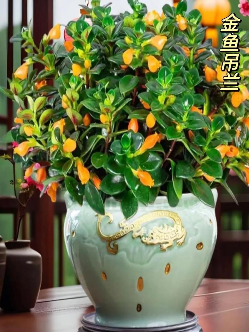 金魚花圖片