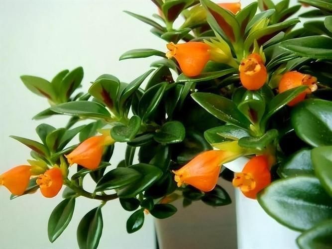 金魚花圖片