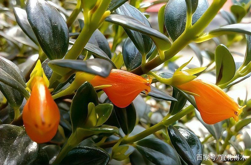 金魚花圖片