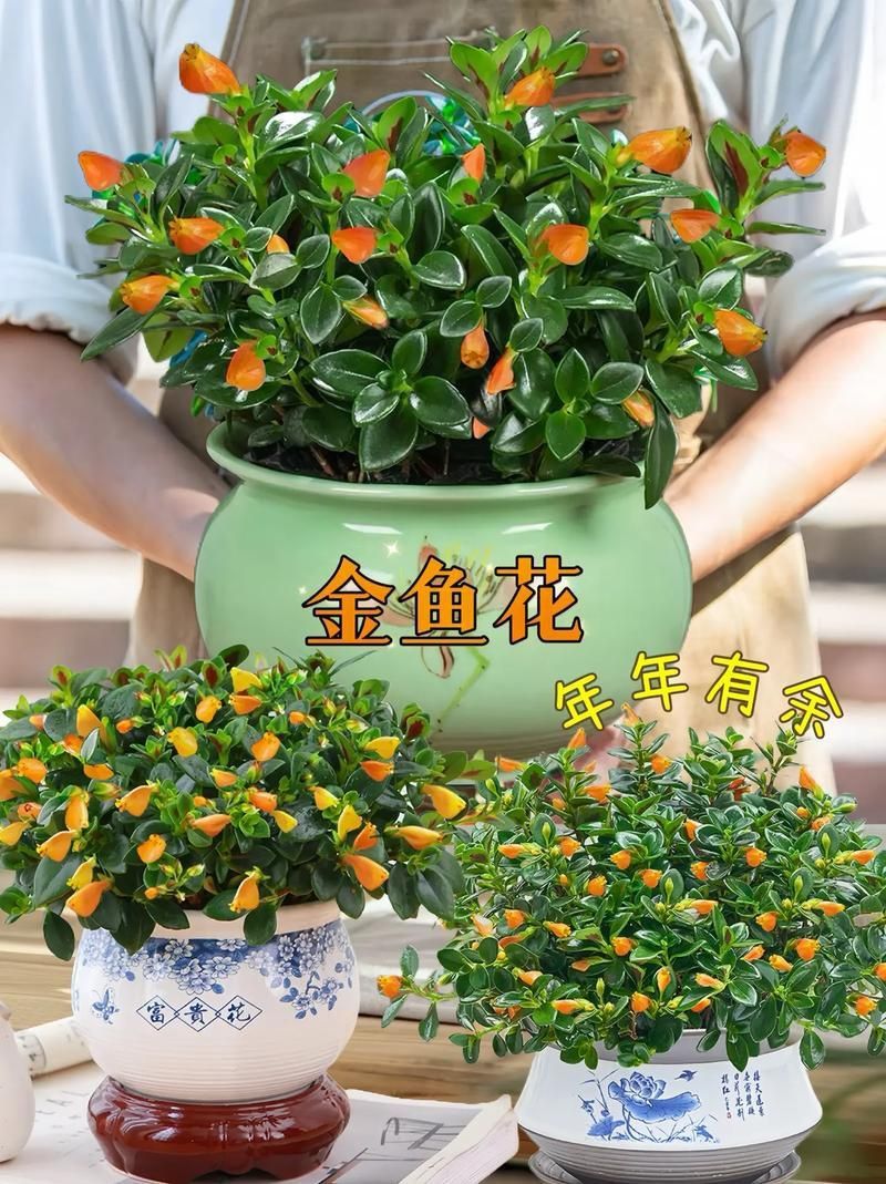 金魚花圖片