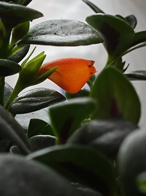 金魚花圖片