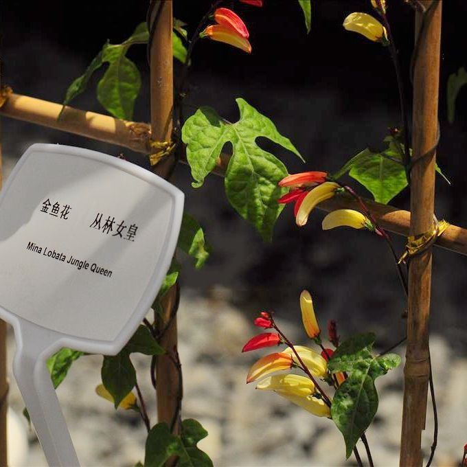 金魚花圖片