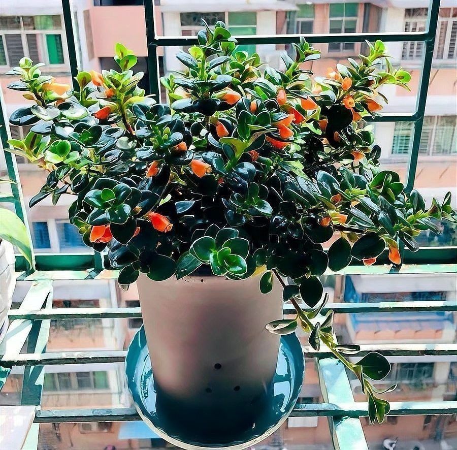 金魚花圖片