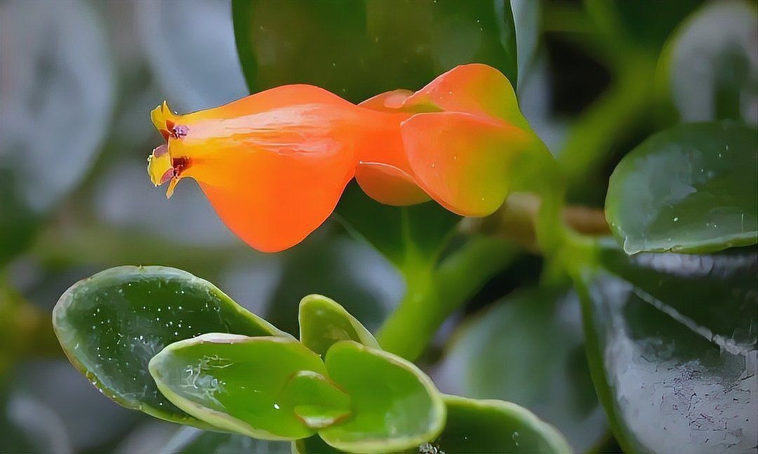 金魚花圖片