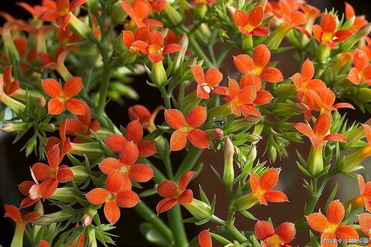 金魚花圖片