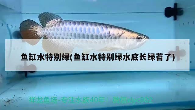 再詳細介紹一下龍貓的牙齒問題