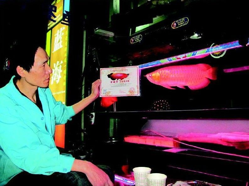 金龍魚一個月吃多少錢（養金龍魚一個月的費用大致在幾百到上千元之間）