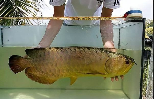 銀龍魚為什么發黃呢