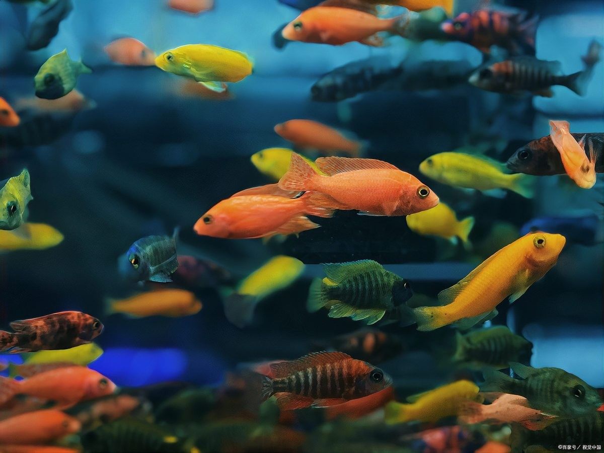銀龍魚為什么發黃呢