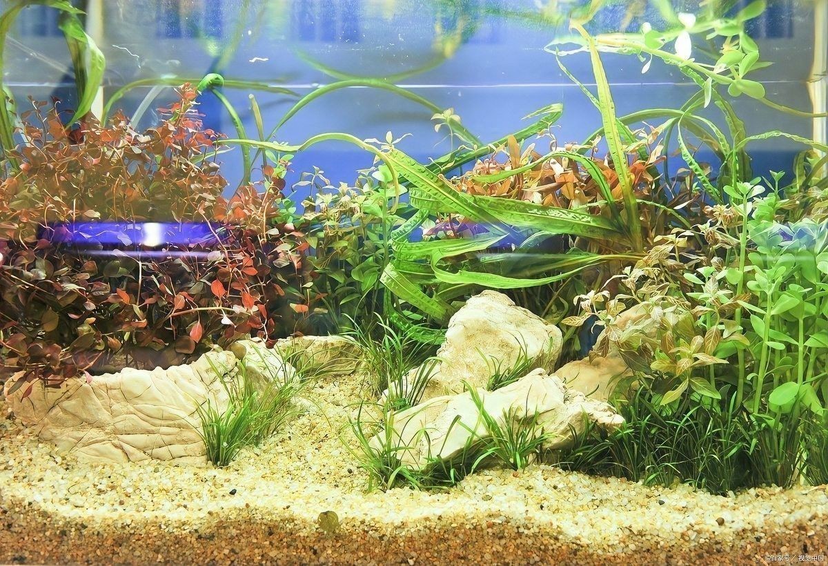 銀龍魚為什么發黃呢