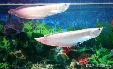 龍魚濾材哪個牌子好用安全健康:如何判斷龍魚濾材是否安全 龍魚百科 第4張 龍魚濾材哪個牌子好用安全健康:如何判斷龍魚濾材是否安全 龍魚濾材哪個牌子好用安全健康:如何判斷龍魚濾材是否安全 龍魚百科 第4張
