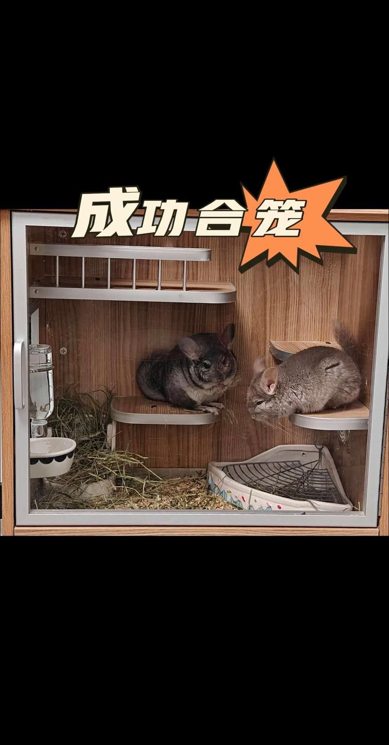 如何預(yù)防龍貓和貓再次打架？