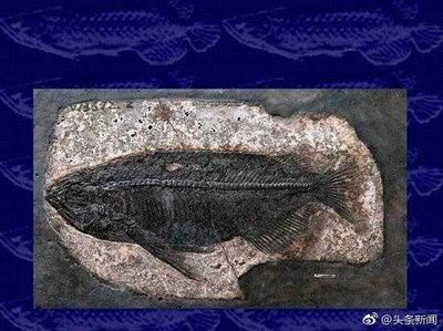 金龍魚化石：世界上最完整的金龍魚化石