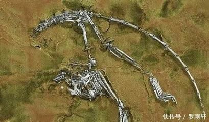 金龍魚化石：世界上最完整的金龍魚化石