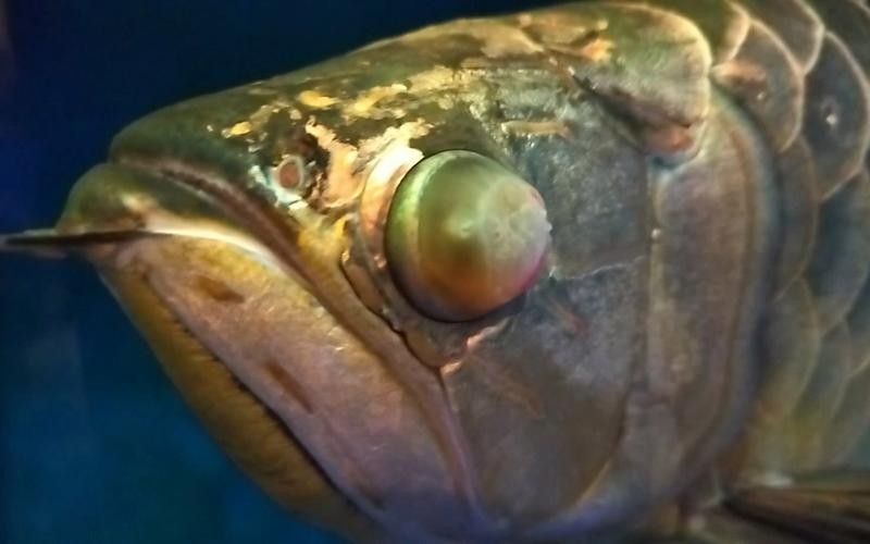 龍魚蒙眼最好治療方法是什么圖片 龍魚蒙眼最好治療方法是什么圖片 龍魚百科 第11張
