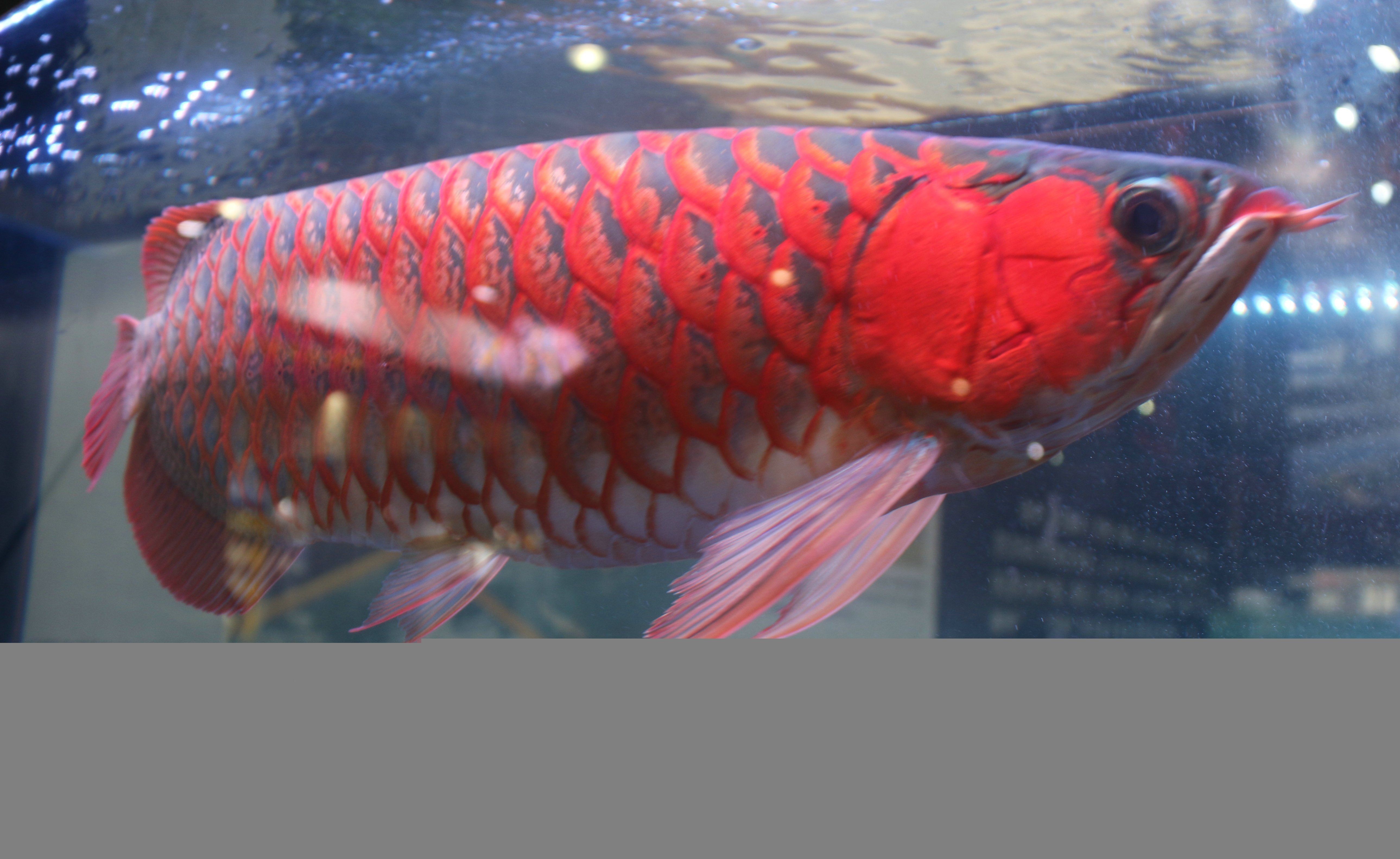 紅龍魚吃什么食物長得快（小紅龍魚怎么養長得快） 紅龍魚吃什么食物長得快（小紅龍魚怎么養長得快） 龍魚百科 第2張