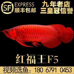 辣椒紅龍魚的價格根據其形體、顏色、大小等因素有所不同:辣椒紅龍魚價格是多少 龍魚百科 第3張 辣椒紅龍魚的價格根據其形體、顏色、大小等因素有所不同:辣椒紅龍魚價格是多少 辣椒紅龍魚的價格根據其形體、顏色、大小等因素有所不同:辣椒紅龍魚價格是多少 龍魚百科 第3張