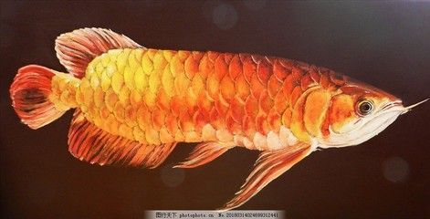 金龍魚攝影作品：關于金龍魚的攝影作品