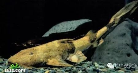 龍魚掉鱗怎么辦？：龍魚掉鱗怎么辦小妙招解決龍魚掉鱗的問題和小妙招