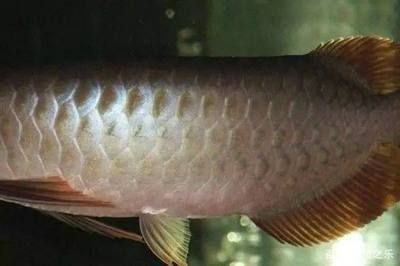 龍魚馬蹄印好還是不好（馬蹄印與龍魚品質的關系）