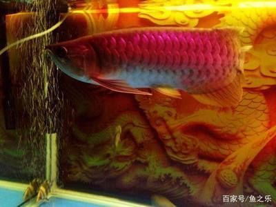 龍魚馬蹄印好還是不好（馬蹄印與龍魚品質的關系）
