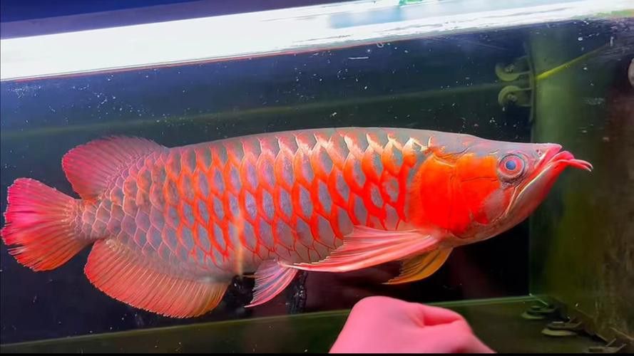 印尼紅龍魚發色過程圖片欣賞