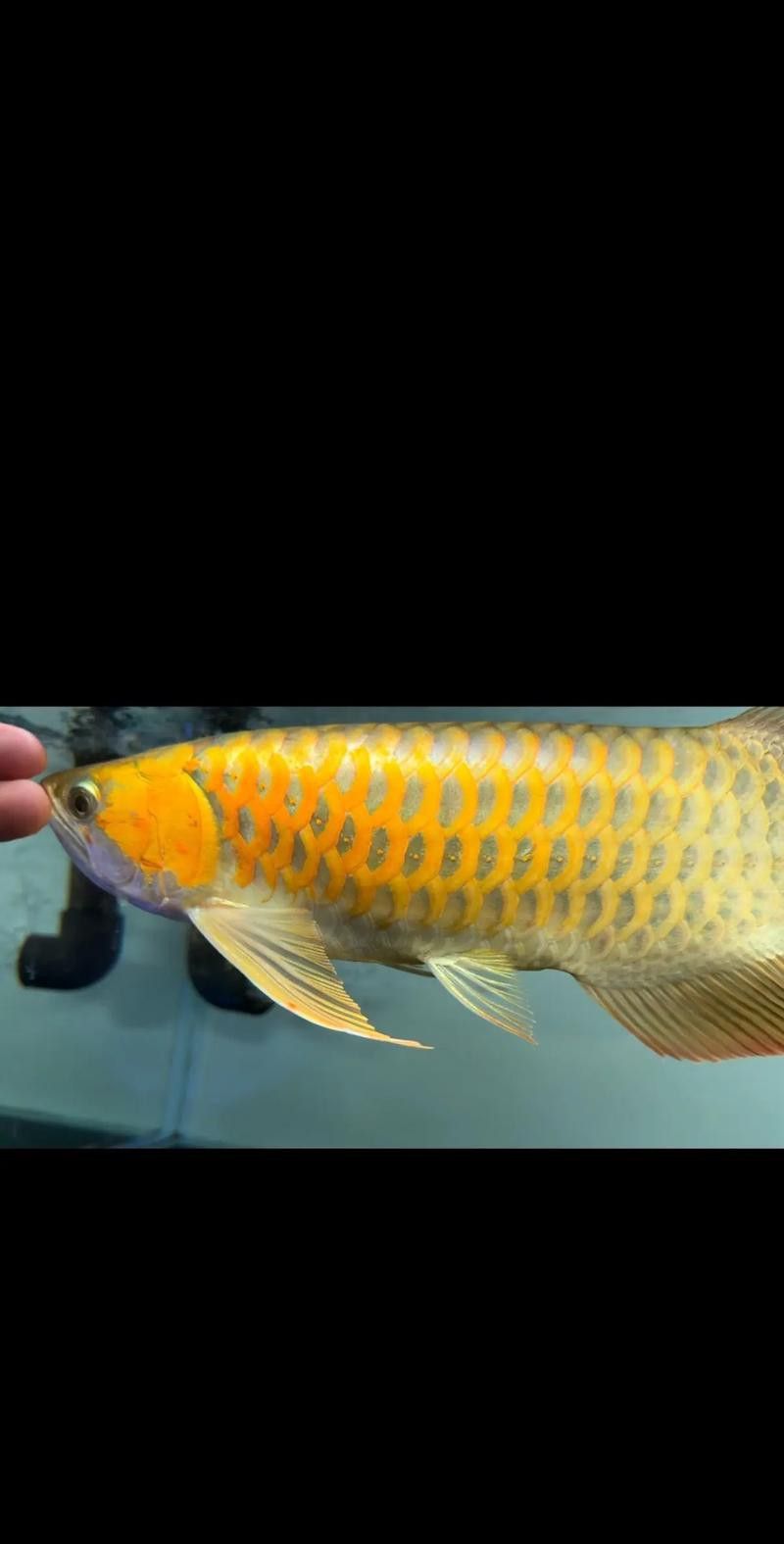 印尼紅龍魚發色過程圖片欣賞