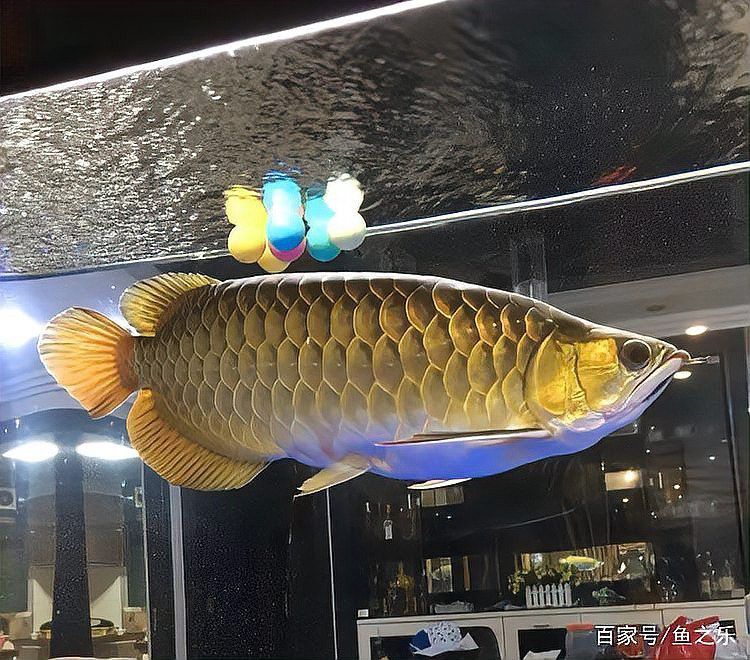 印尼紅龍魚發色過程圖片欣賞